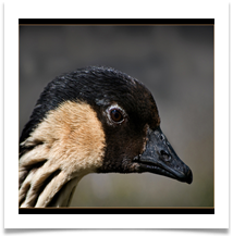 HAWAIIAN GOOSE or NENE - Des Hawley